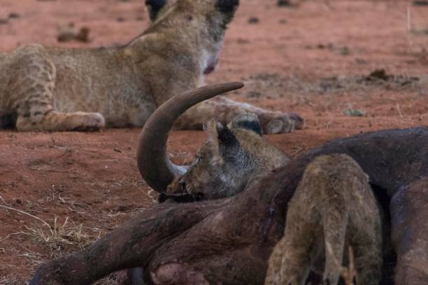 istock Lion cubs around prey killed by mother 909946546