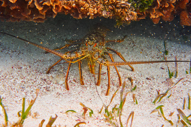 istock Lobster in Great Mayan Reef at Riviera Maya 909947026