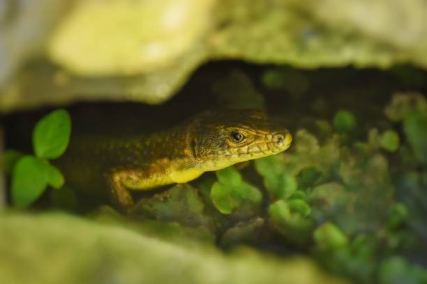 istock Close-Up Of Lizard On Plants 909950102