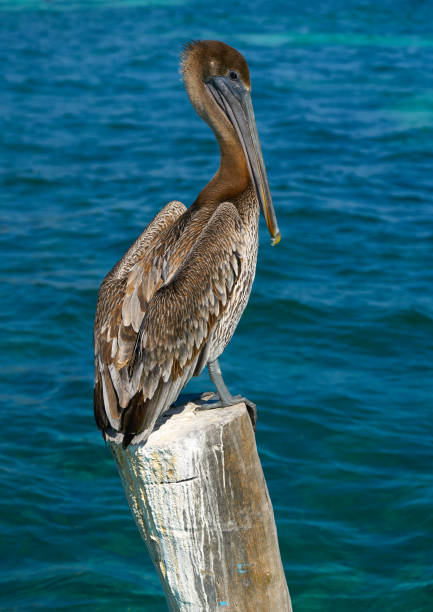 istock Caribbean Pelican on a beach pole 909953894