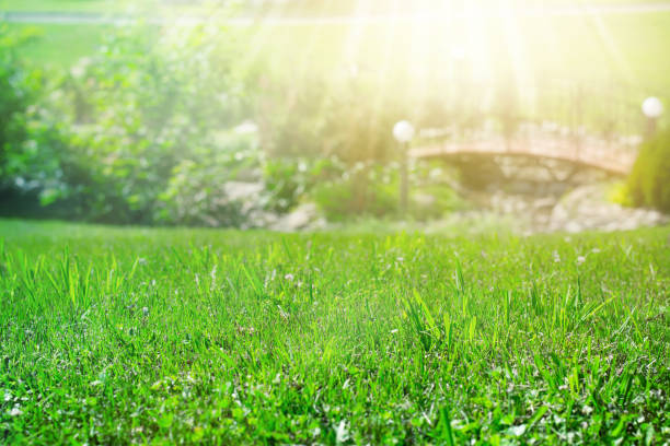 istock Grass lawn closeup. Decorative bridge and lanterns. Landscape design concept 909965908