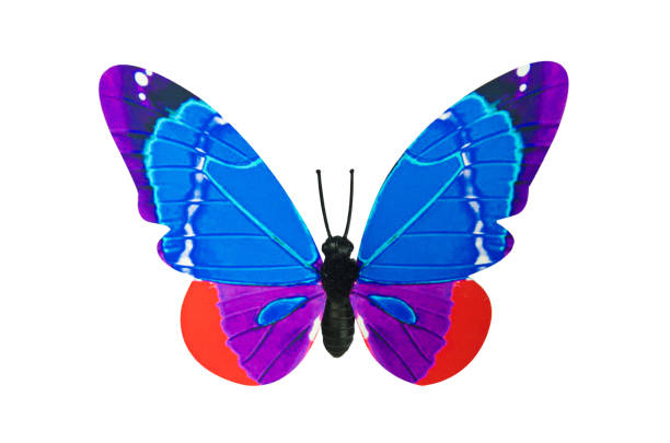 istock Close-Up Of Butterfly Over White Background 909971934
