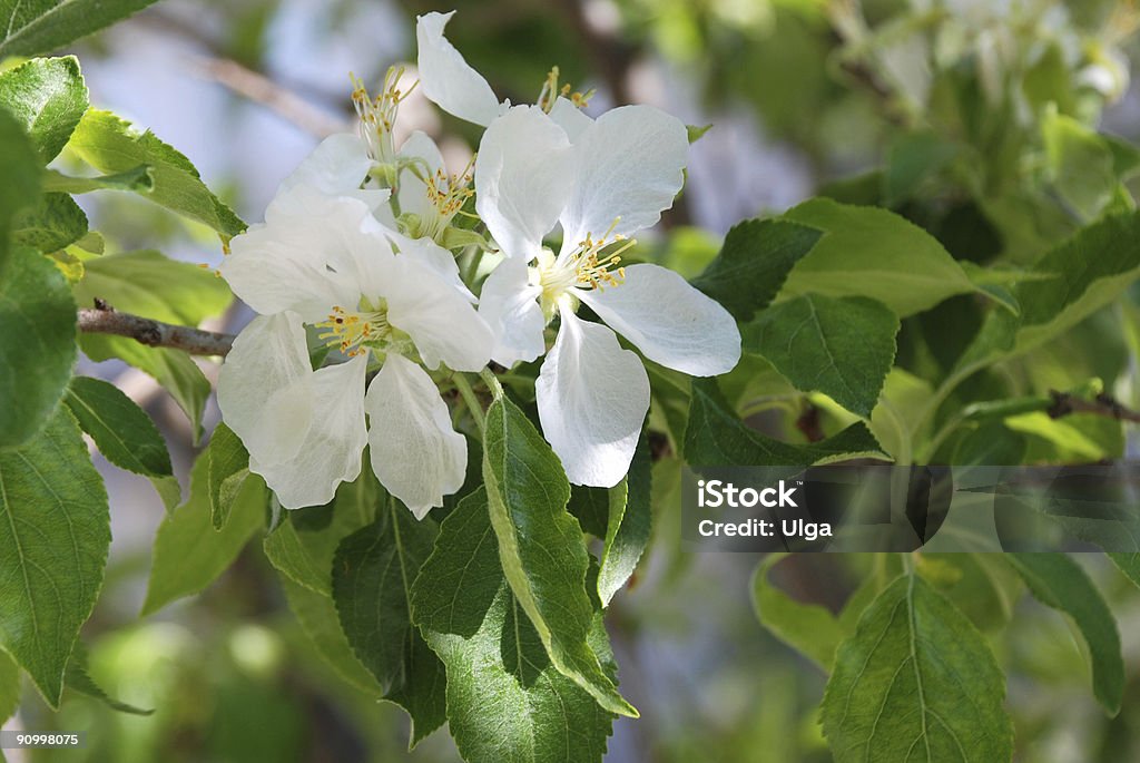 Flor de macieira - Royalty-free Beleza natural Foto de stock