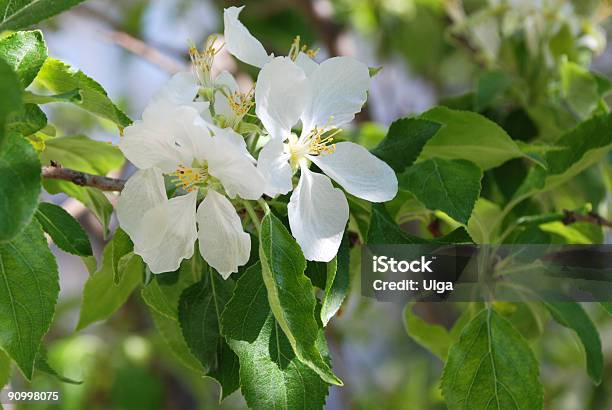 Flor De Macieira - Fotografias de stock e mais imagens de Beleza natural - Beleza natural, Botânica - Ciência de plantas, Branco