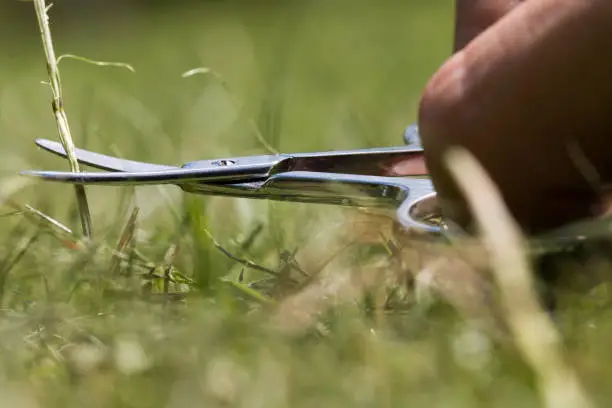 A person accurately cuts a blade of grass with a pair of scissors