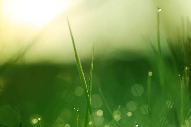 istock spring grass with drops of dew in the sun.Fresh spring grass. 909982788