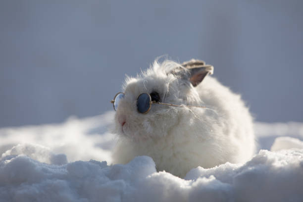 istock white rabbit with glasses in the snow 909982846