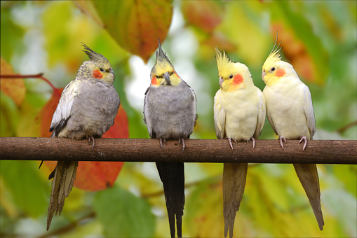 Close up of four cockatiel ( Nymphicus hollandicus ) sitting site by site in a large birdcage.
