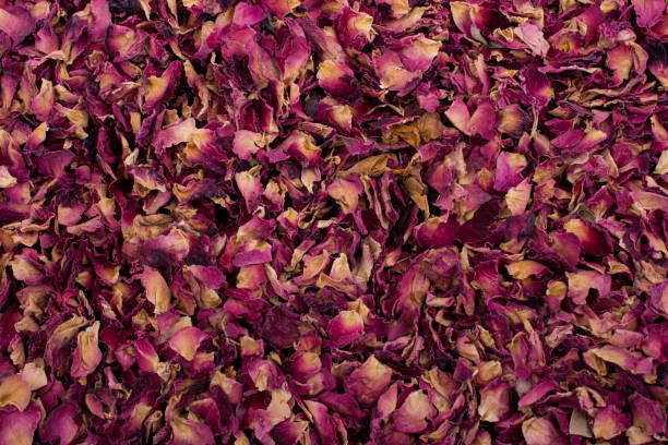 istock Background of dried  rose petals 909986508