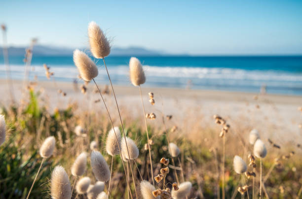 Delicate soft grass growth in sand dunes on idyllic New Zealand beach Growth of various grasses on a beach near Matarangi, on the Coromandel Peninsula, North Isladnd New Zealand. extreme close up of blades of grass stock pictures, royalty-free photos & images