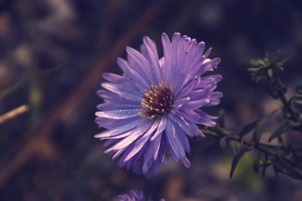 istock autumn flowers 909991534