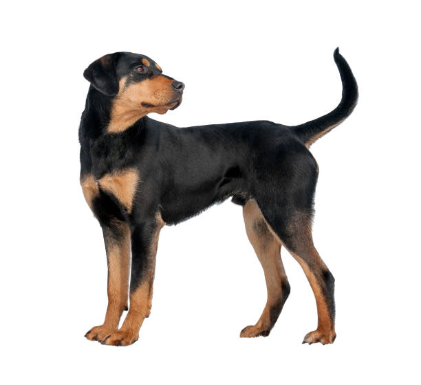 istock brown dog on white background 909993912