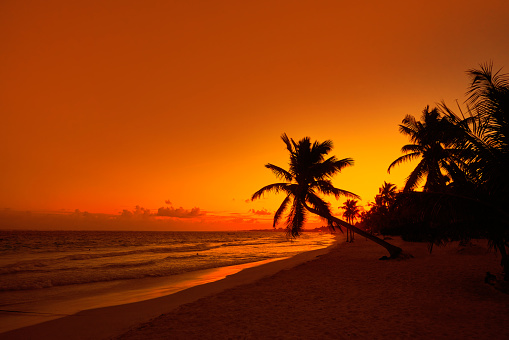 Tulum beach sunset palm tree in Riviera Maya at Mayan Mexico