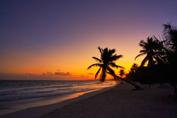 Tulum beach sunset palm tree in Riviera Maya at Mayan Mexico