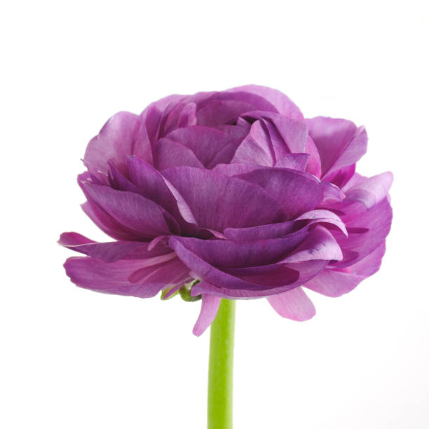 purple flower of ranunculus obackgroundn a white