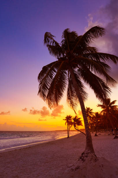 istock Tulum beach sunset palm tree Riviera Maya 909994354
