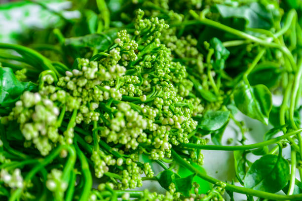 80+ Malabar Spinach” Stock Photos, Pictures & Royalty-Free Images - iStock