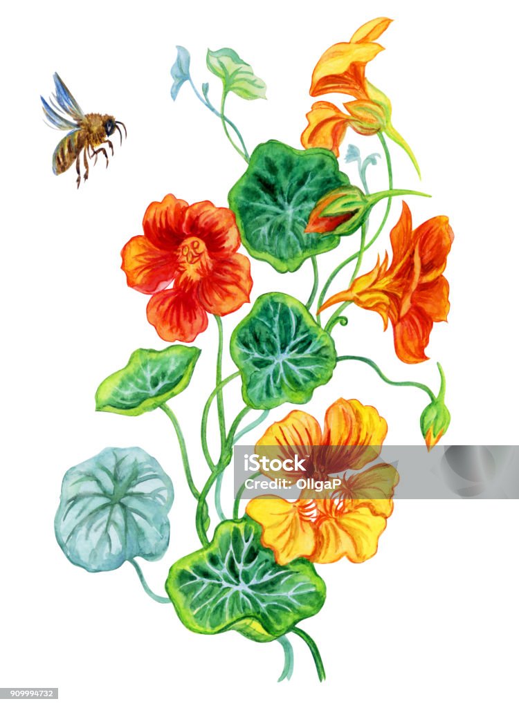 Nasturtium and bee, watercolor Nasturtium and bee, watercolor illustration on white background isolated on white background with clipping path. Nasturtium stock illustration