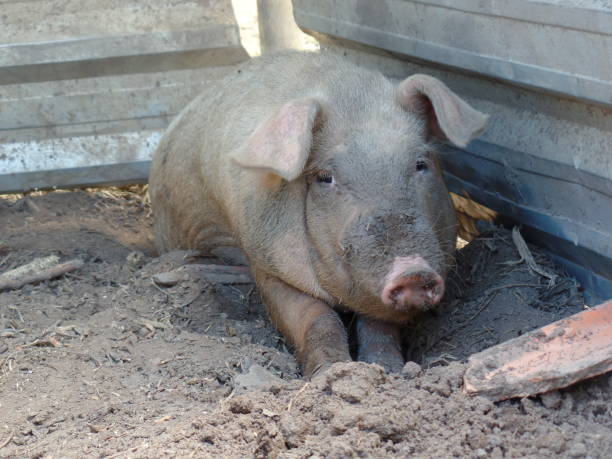 istock Dirty pork in the farm 909994738