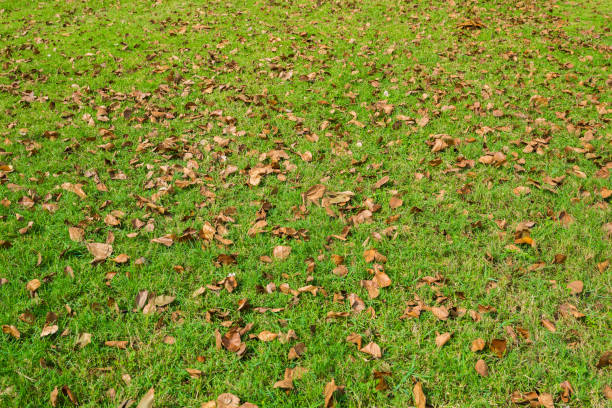 Dry leaves of tree on the grass field