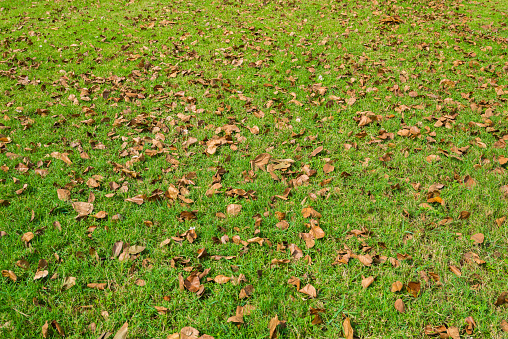 Dry leaves of tree on the grass field