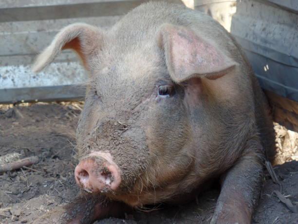 istock Dirty pork in the farm 909994840