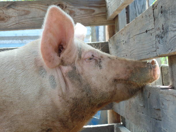 istock Dirty pork in the farm 909994910