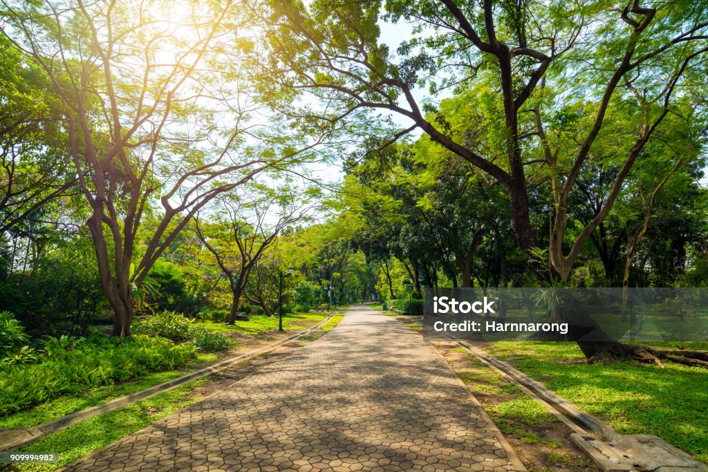 Carretera o a pie camino en parque público redondeado con muchos árboles con luz del sol en el día hacer sombra en el suelo. - Foto de stock de Parque natural libre de derechos