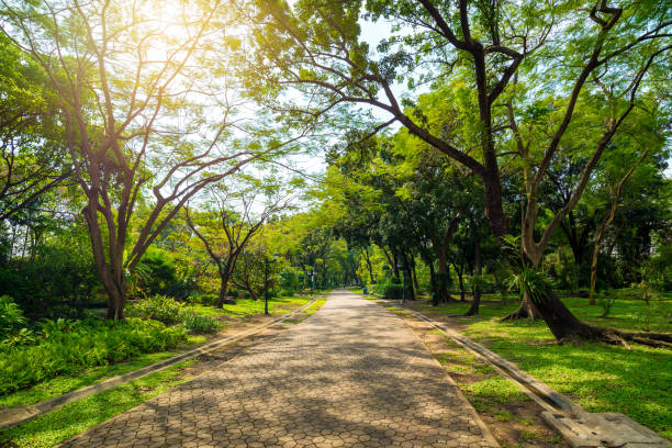 Road or walk way in public park rounded with many tree with sunlight on day time make shade on the ground.
