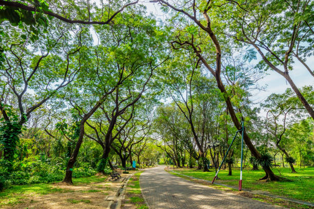 istock Road or walk way in public park rounded with many tree with sunlight on day time make shade on the ground. 909995132