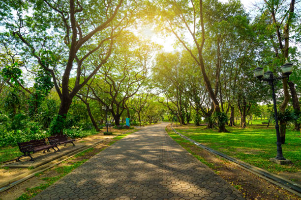 istock Road or walk way in public park rounded with many tree with sunlight on day time make shade on the ground. 909995134