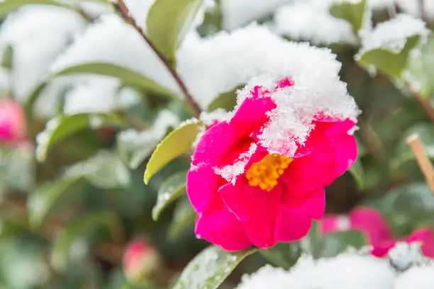 Photo of Snow and camellia