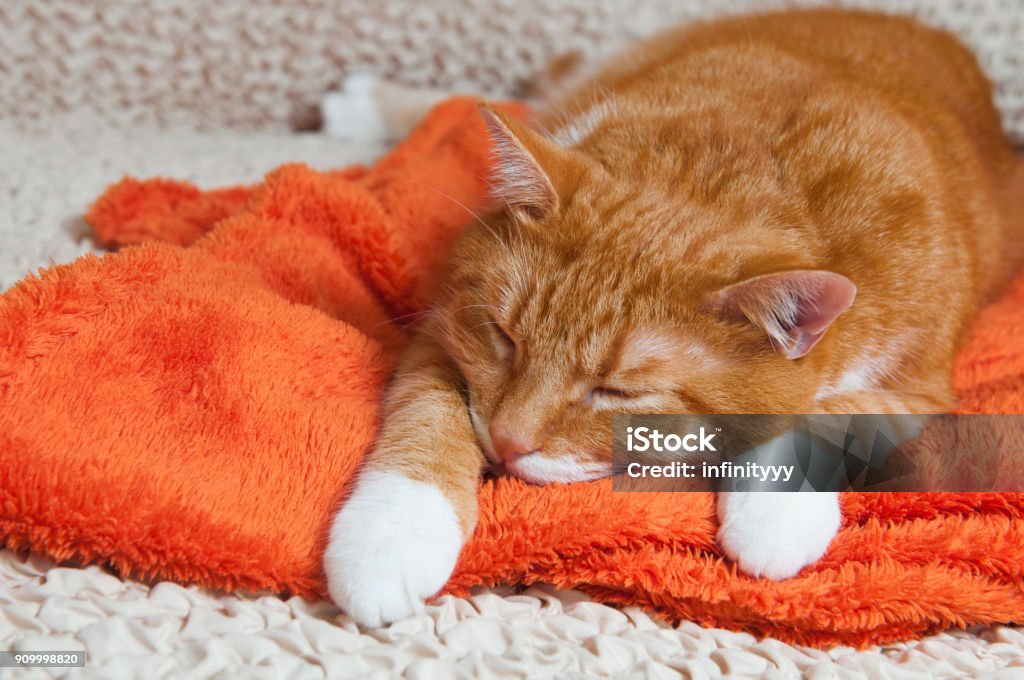 red cat fell ill bright red cat sweetly sleeping on the couch, the cat fell ill Domestic Cat Stock Photo