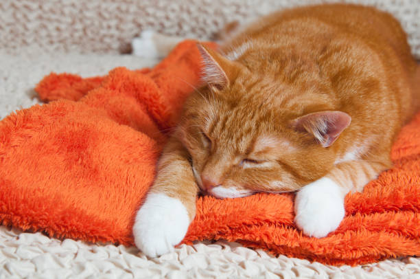 red cat fell ill stock photo