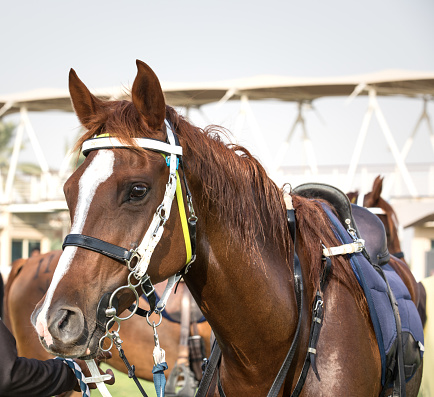 Beautiful Arab horse getting ready for an endurance race. Dubai, UAE.
