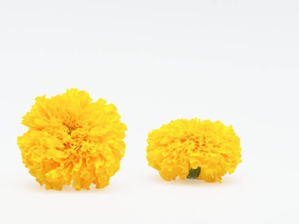 istock Yellow marigold flower isolated on white background 910001574
