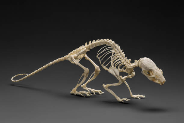 istock Natural skeleton of rat. 910002716