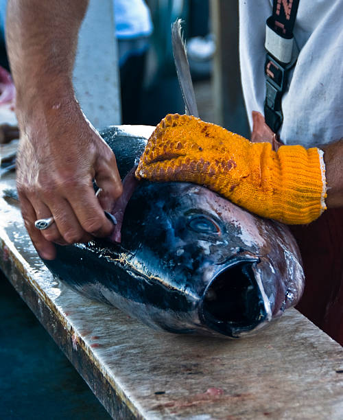 istock Catch of the Day 91000672