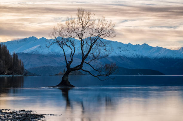 istock The Tree At Lake Wanaka, New Zealand 910008804