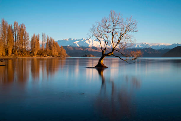 istock Dawn At Lake Wanaka's Famous Tree 910008996