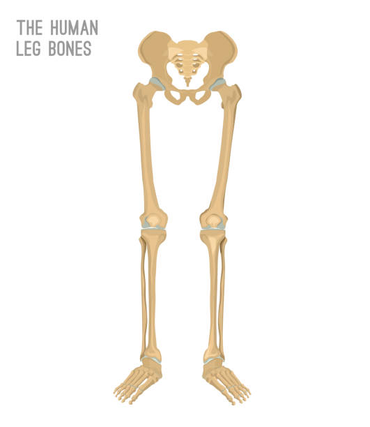 человеческие кости ног - tibia stock illustrations