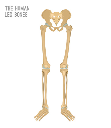 Human leg bones image. Vector illustration isolated on a white background useful for creating medical and scientific materials. Anatomy, medicine and biology concept.