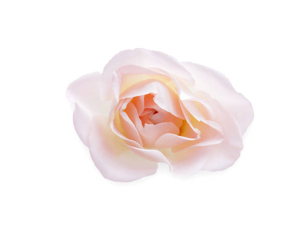istock White opened rose bud isolated on white top view 910011714