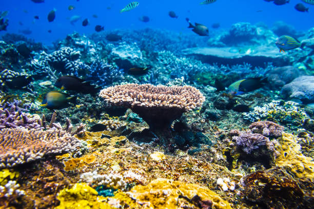 istock Tropical wildlife: corals and fish. Sea life in Indian ocean. 910016098