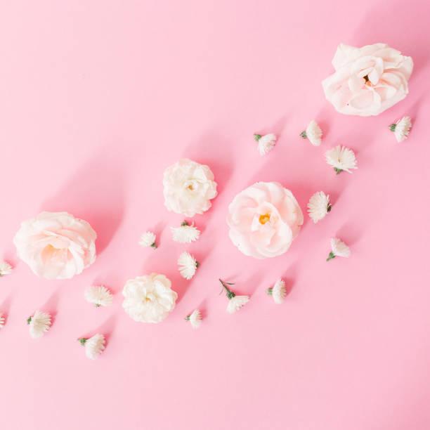 istock White roses flowers arrangement on pink background. Flat lay, top view. Spring pastel background. 910016174