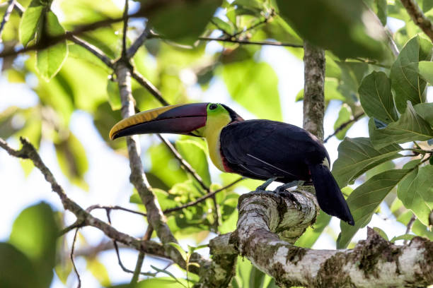 istock Black mandibled toucan in a tree in Costa Rica. 910022248