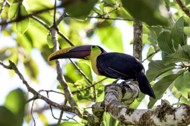Black mandibled toucan in a tree in Costa Rica. stock photo