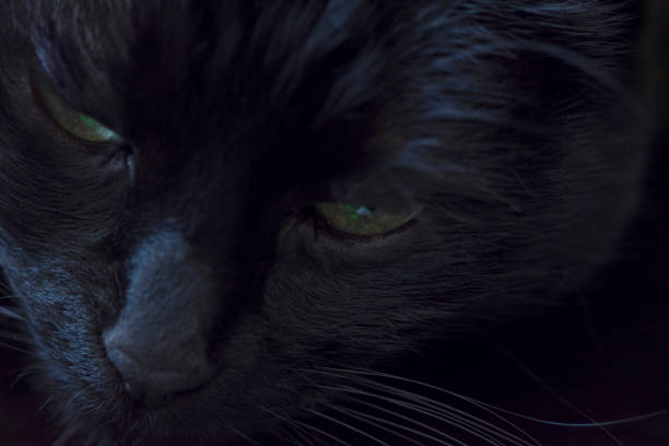 istock Black cat in the dark with glowing eyes 910023612