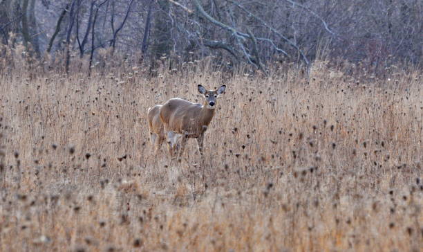 istock White-tailed deer in winter on a field 910023768