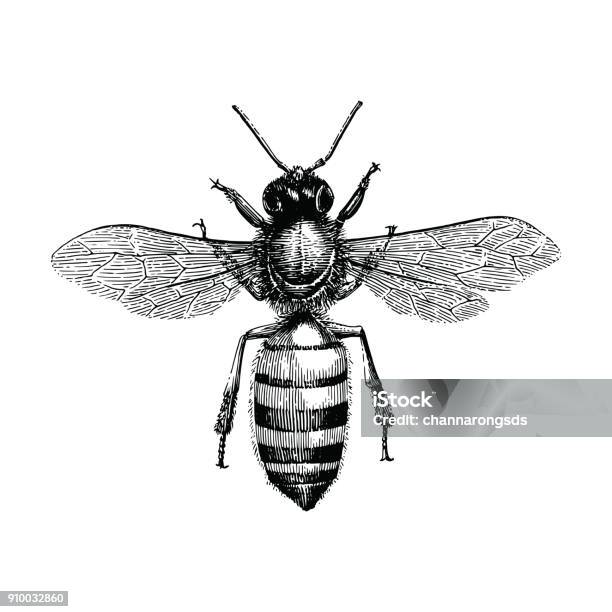 Bee Hand Drawing Vintage Engraving Illustration Isolate On White Background Stock Illustration - Download Image Now